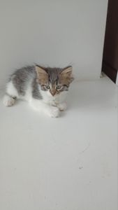Кошеня у добрі руки