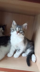 Кошеня у добрі руки