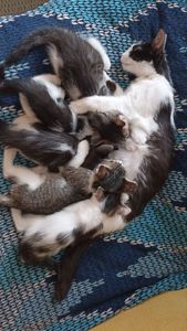 Кошеня у добрі руки