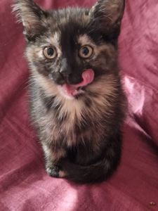 КотоАмулетик на щастя