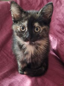 КотоАмулетик на щастя