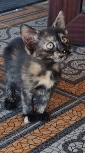 КотоАмулетик на щастя