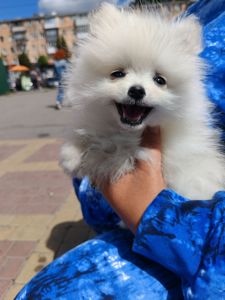 Чарівні малюки шукають дім