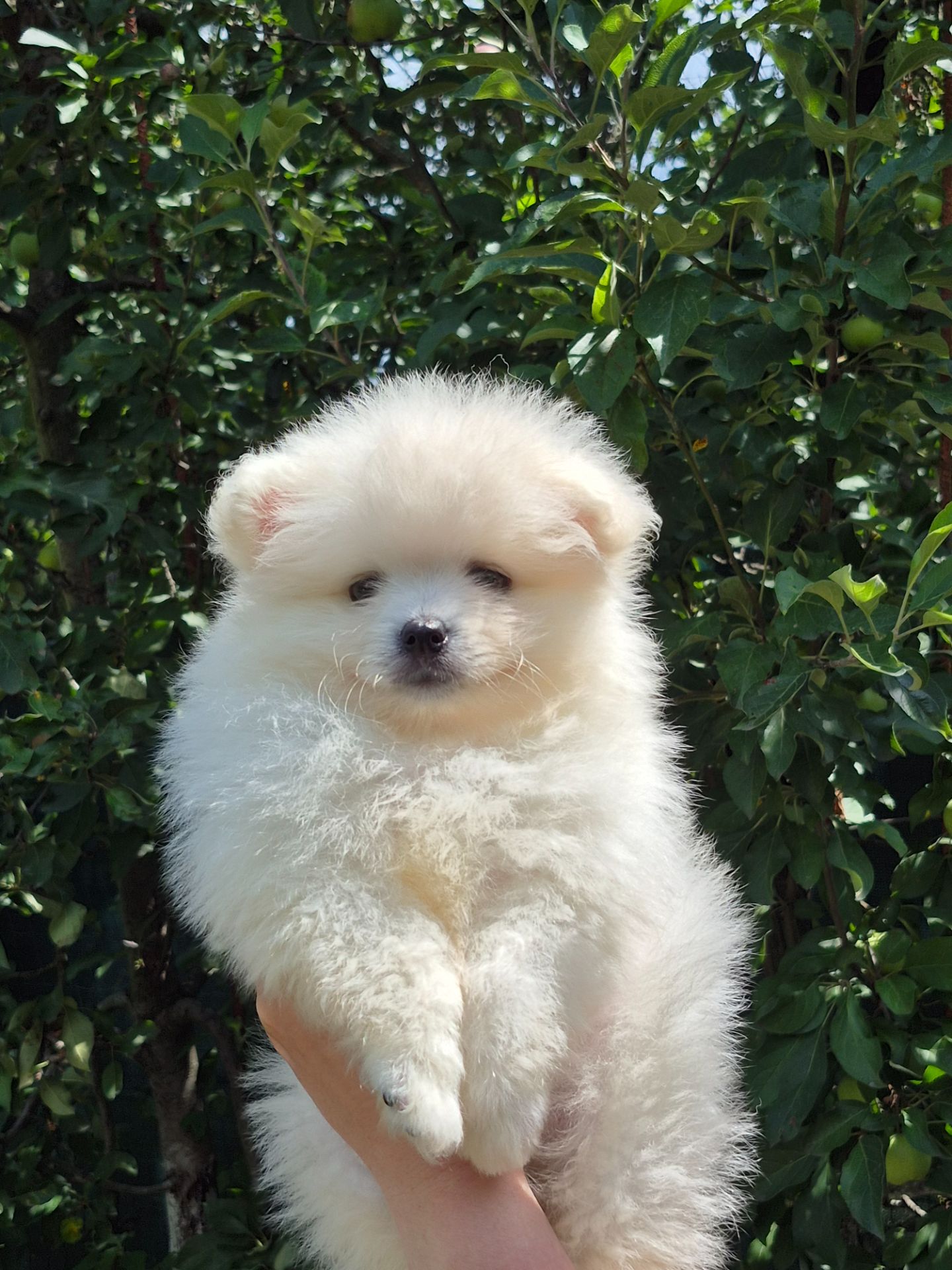 Хлопчики German Spitz Miniature
