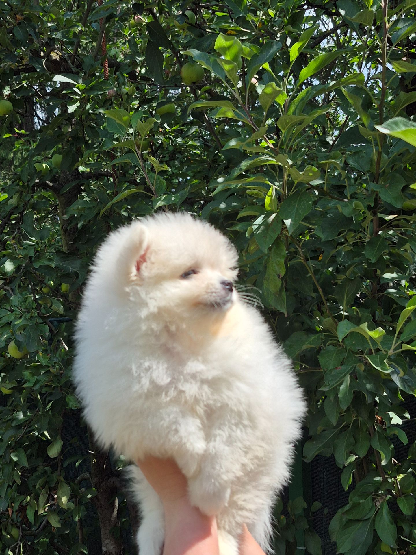 Хлопчики German Spitz Miniature