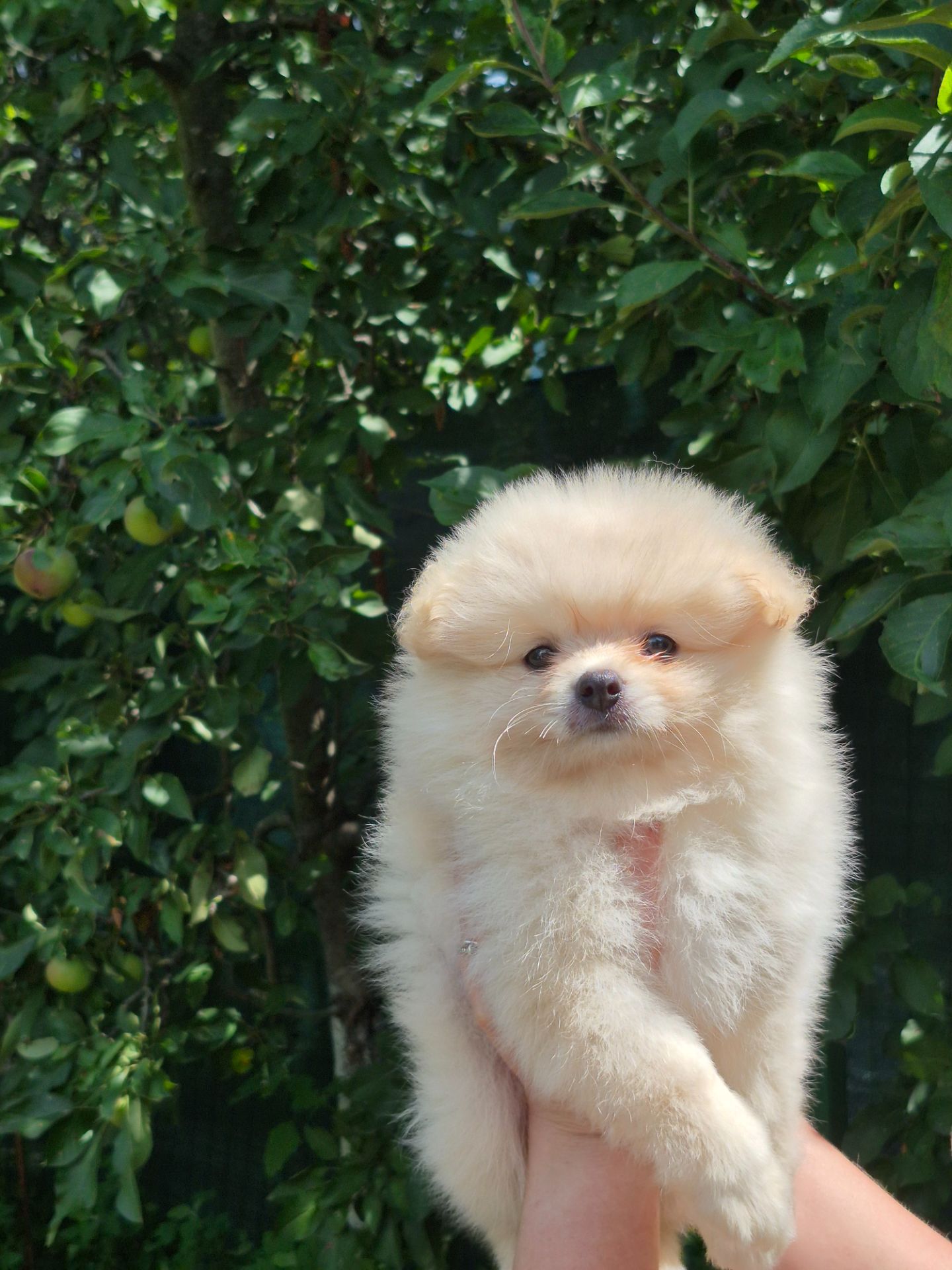 Хлопчики German Spitz Miniature
