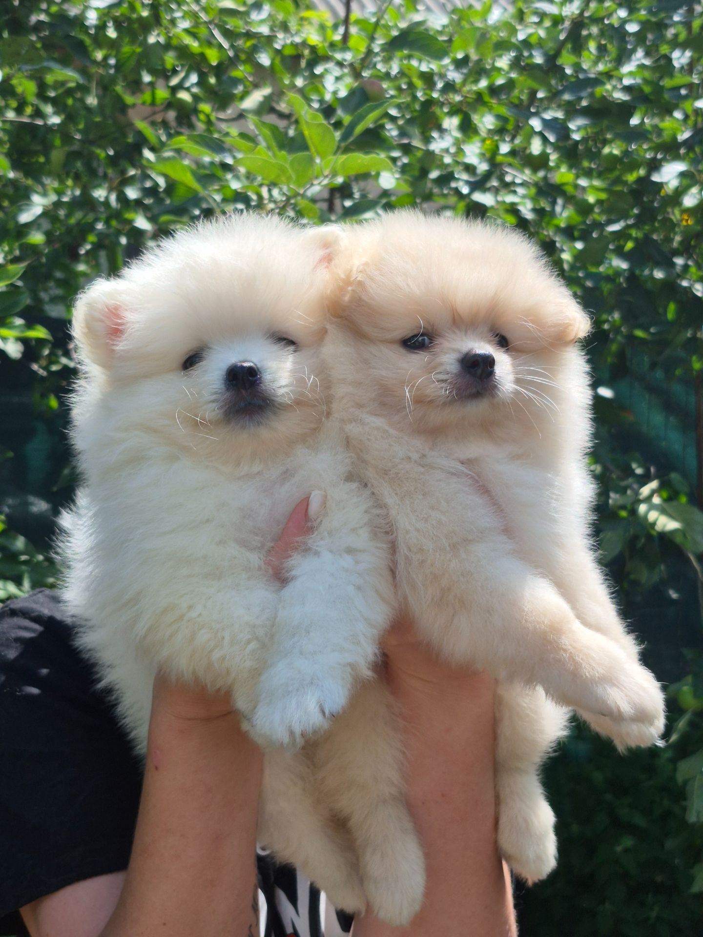 Хлопчики German Spitz Miniature