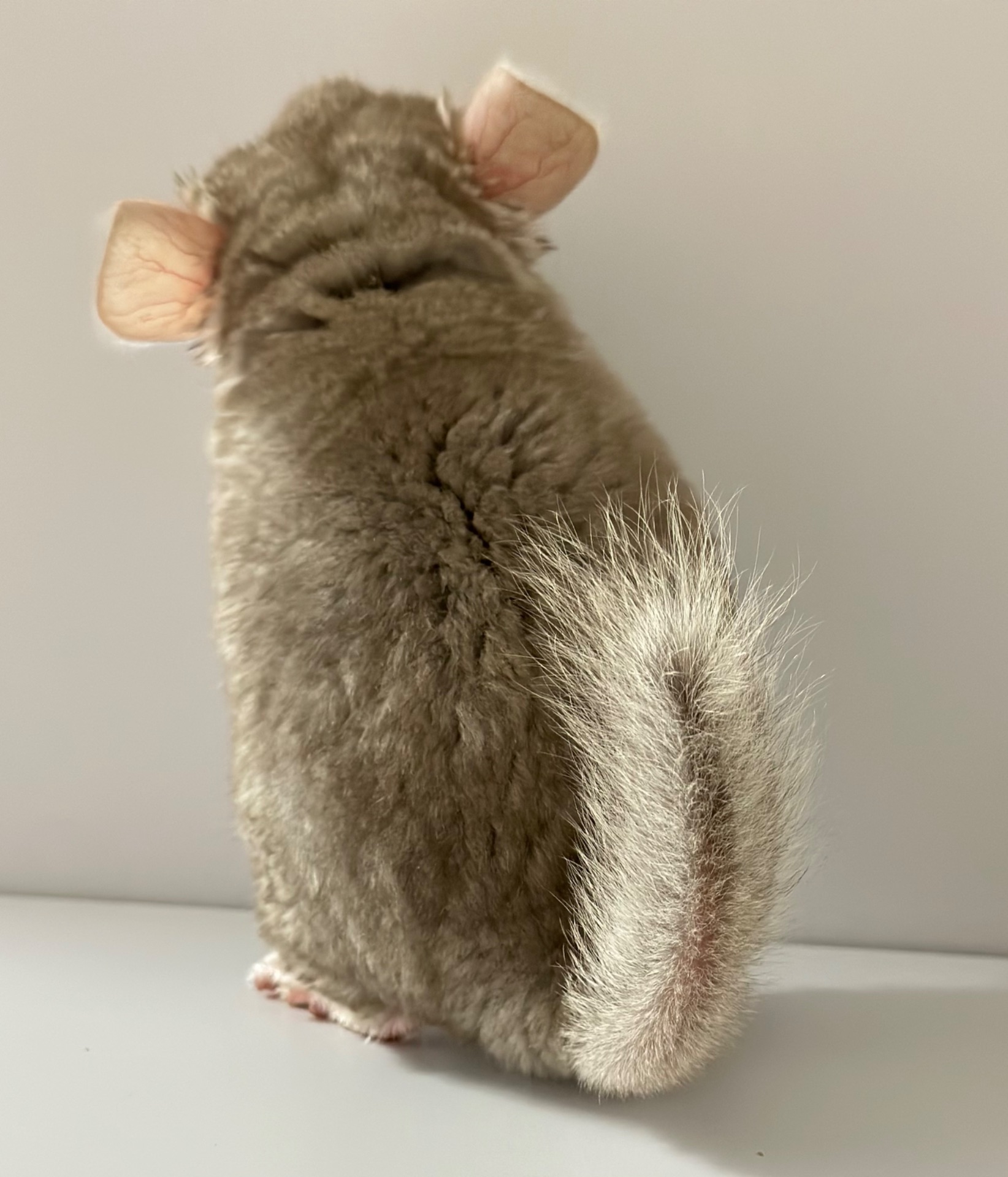 Шиншила, шиншили, шушики