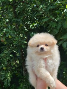Хлопчики German Spitz Miniature