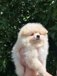 Хлопчики German Spitz Miniature