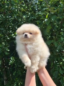 Хлопчики German Spitz Miniature