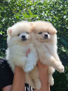 Хлопчики German Spitz Miniature