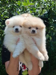 Хлопчики German Spitz Miniature