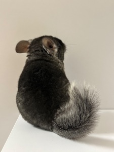 Шиншила, шиншили, шушики