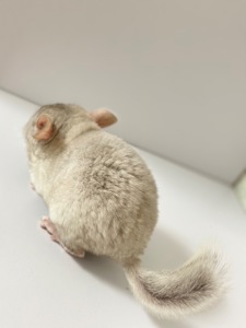 Шиншила, шиншили, шушики