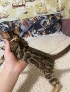 Розкішні бенгальські кошенята — ваш домашній міні-леопард!