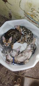 Розкішні бенгальські кошенята — ваш домашній міні-леопард!