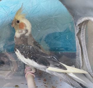 Красивая девочка, попугай корела, 4 месяца