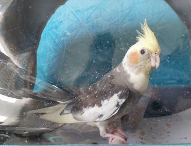 Красивая девочка, попугай корела, 4 месяца