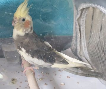 Красивая девочка, попугай корела, 4 месяца