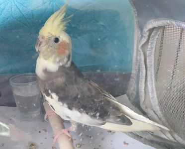 Красивая девочка, попугай корела, 4 месяца