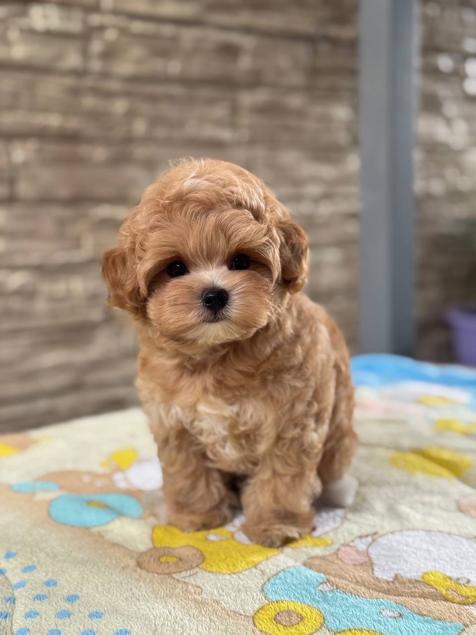 Maltipoo F1 baby face mini