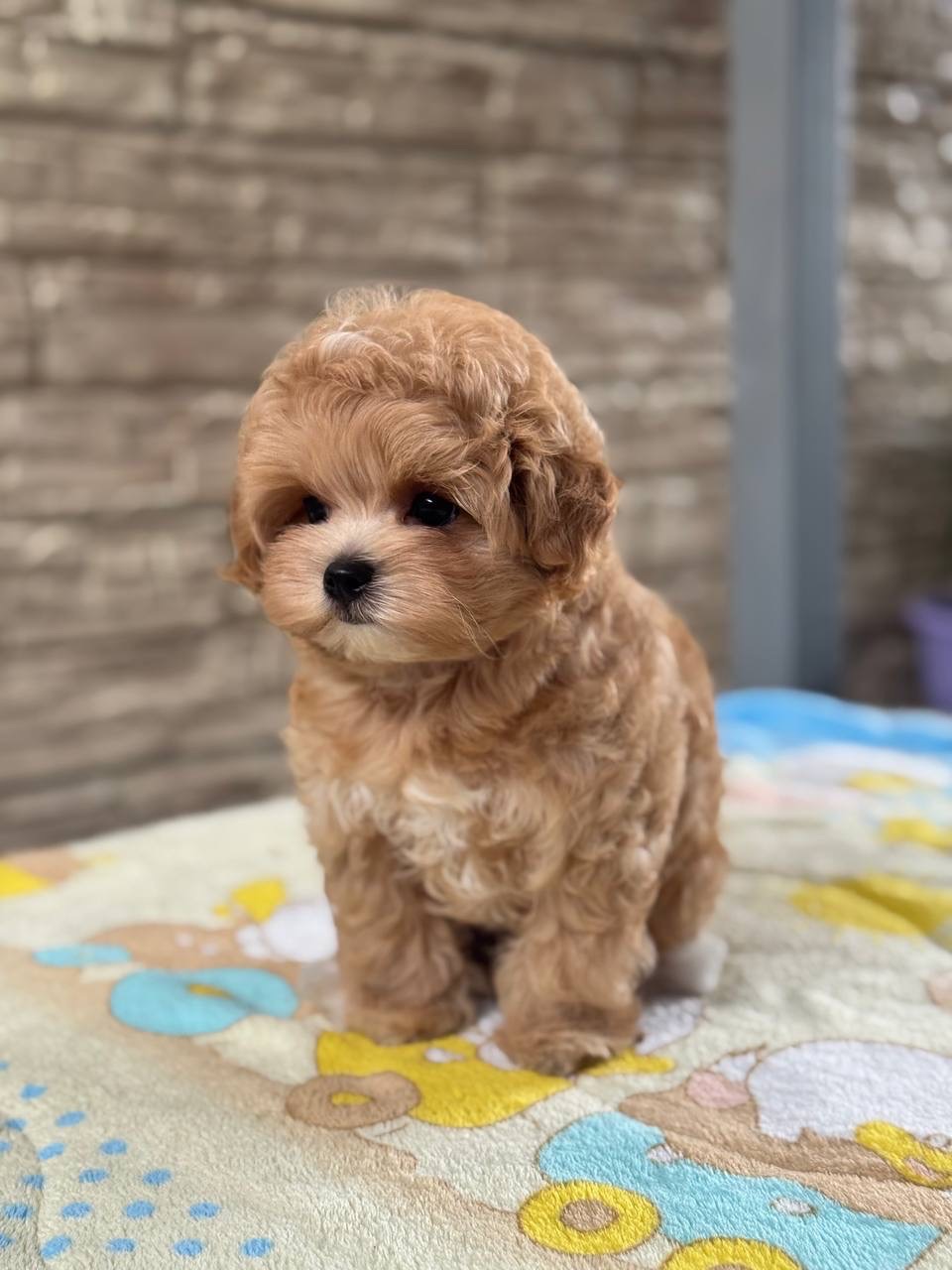 Maltipoo F1 baby face mini
