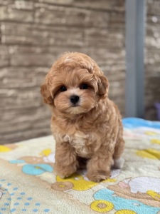 Maltipoo F1 baby face mini
