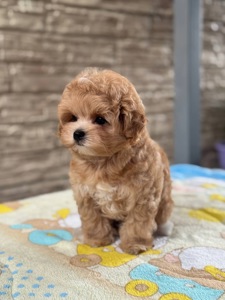 Maltipoo F1 baby face mini