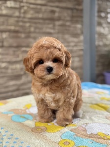 Maltipoo F1 baby face mini
