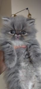 Чудовий сріблястий котик