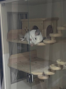 сімʼя шиншил з вольєром, кліткою
