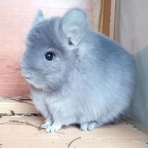 Маленький самец шиншиллы Фиолет эбони Ангора с лёгкой "львиной гривой"