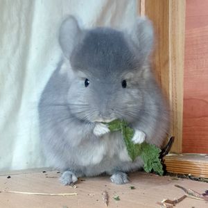 Маленький самец шиншиллы Фиолет эбони Ангора с лёгкой "львиной гривой"