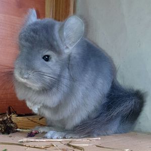 Маленький самец шиншиллы Фиолет эбони Ангора с лёгкой "львиной гривой"