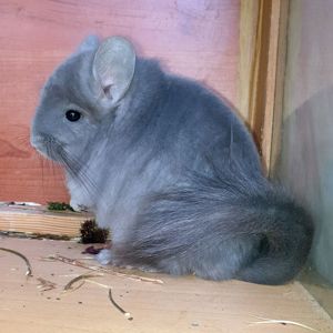 Маленький самец шиншиллы Фиолет эбони Ангора с лёгкой "львиной гривой"