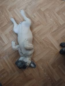 Цуценя французького бульдога