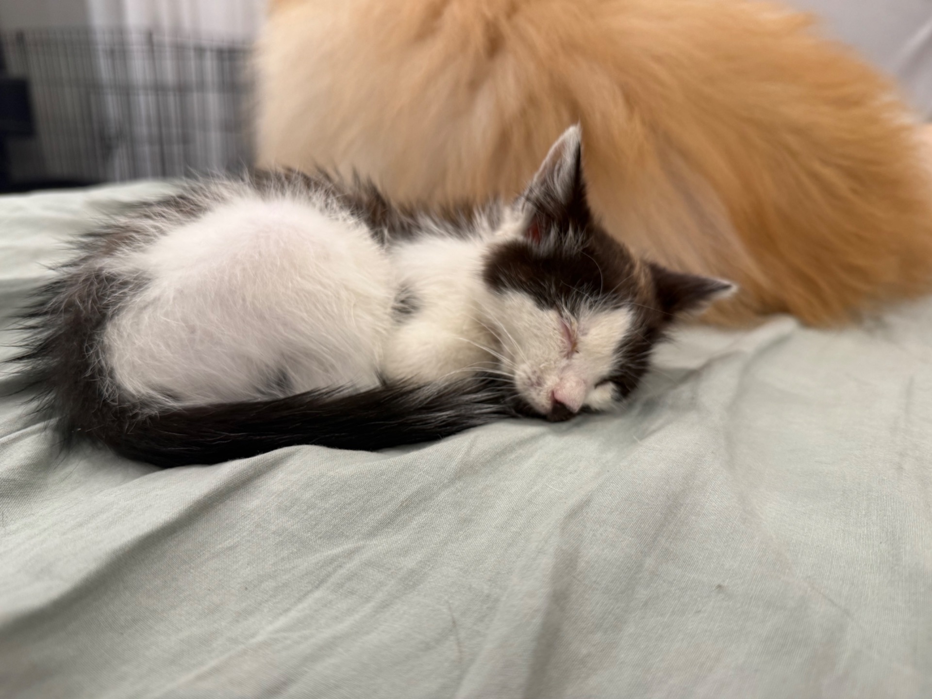 ВІДДАМО КОШЕНЯ ДІВЧИНКУ В ДОБРІ РУКИ.ДНІПРО
