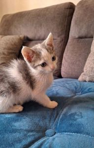 🐱 Віддам у добрі кошення