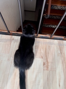 Кошеня шотландська шиншила