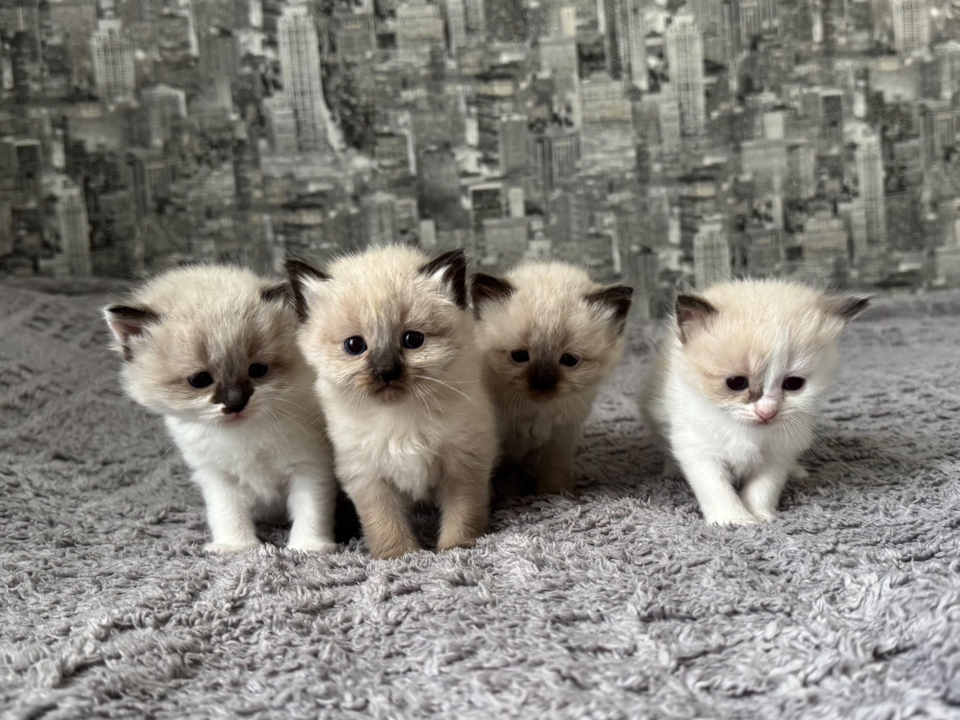 Кошенята Невска маскарадна