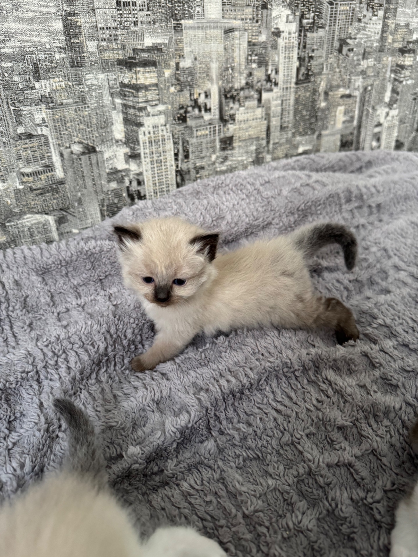 Кошенята Невска маскарадна