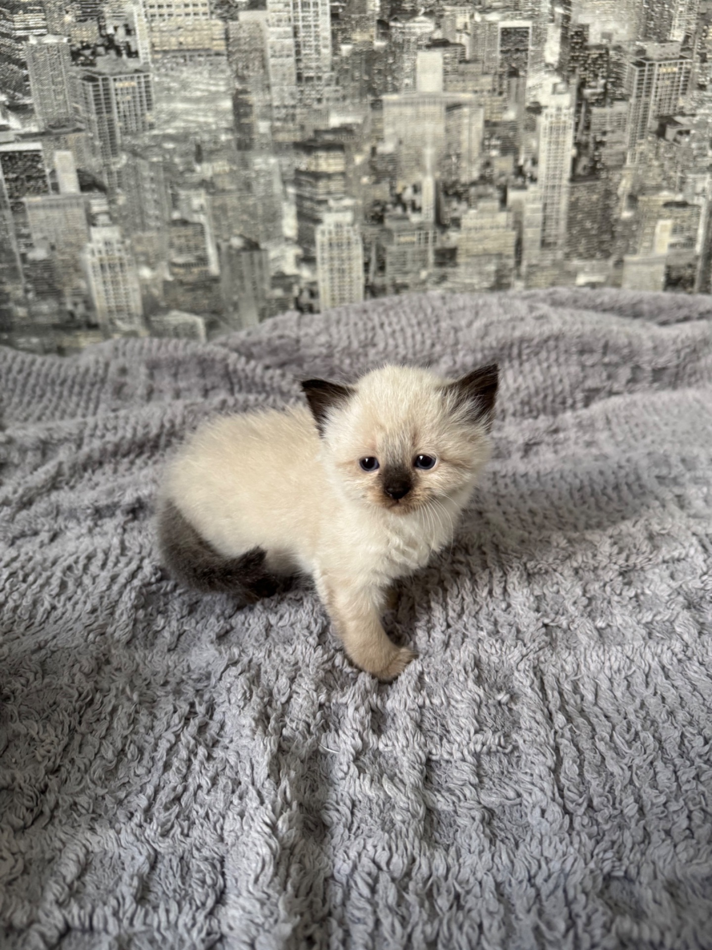 Кошенята Невска маскарадна
