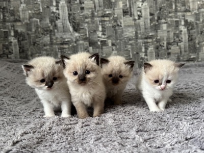 Кошенята Невска маскарадна