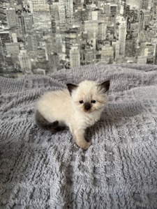 Кошенята Невска маскарадна