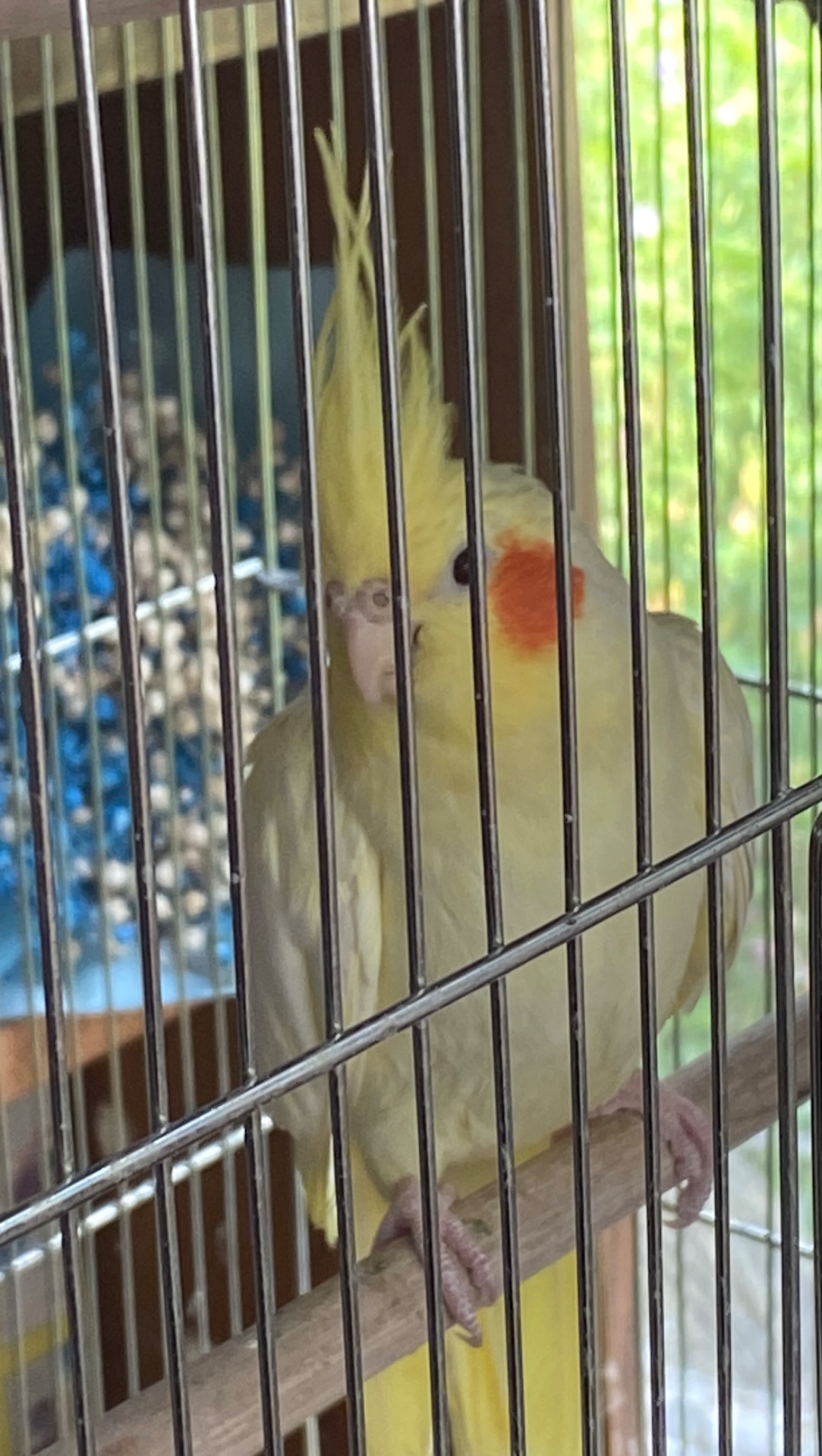 Жовтий хлопчик корелла