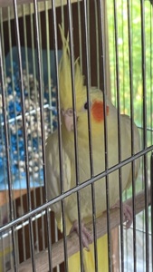 Жовтий хлопчик корелла