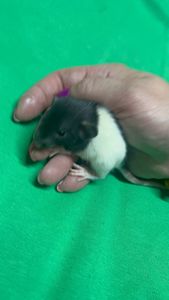 Кашерні щурята Дамбо)