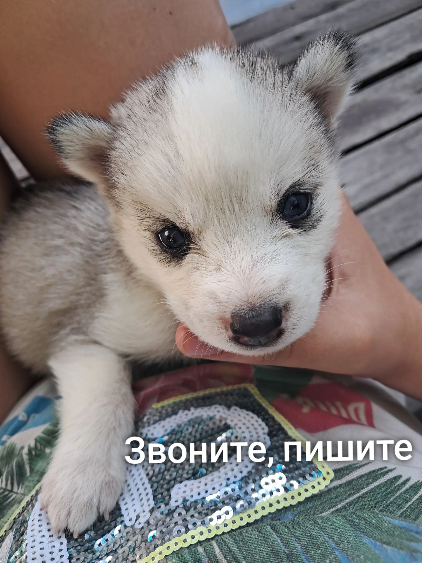 Щенки сибирской хаски