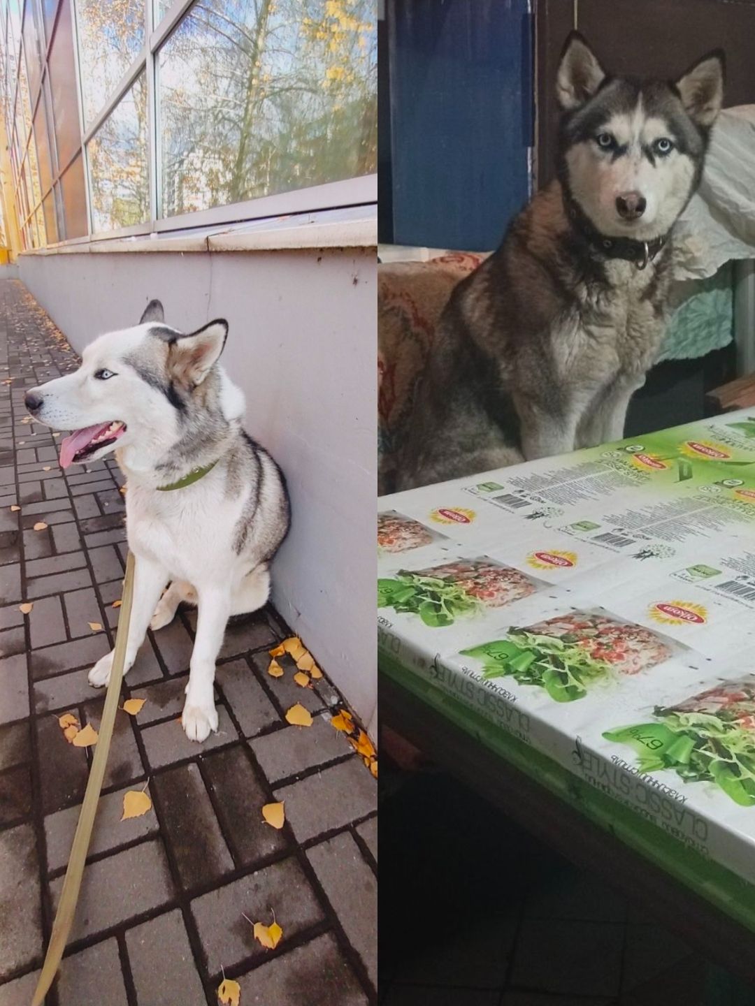 Щенки сибирской хаски